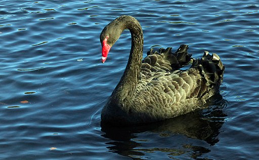black swan